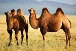 камили