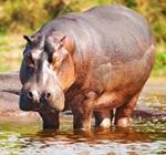 hipopotamas