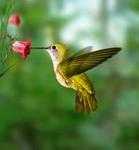 kolibris