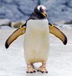 pingvininiai
