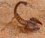 skorpionas