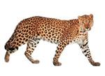 leopárd