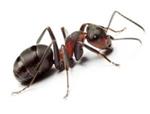 skruzdėlė