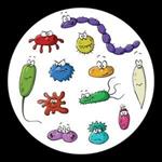 bakterija