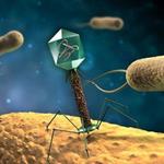 bakteriofagas