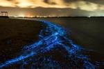 bioluminesenssi