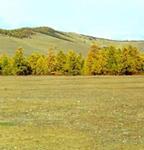 FOREST STEPPE