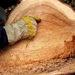 GROWTH RINGS