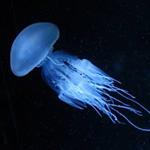 meduză