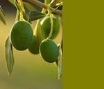 oliivinvihreä